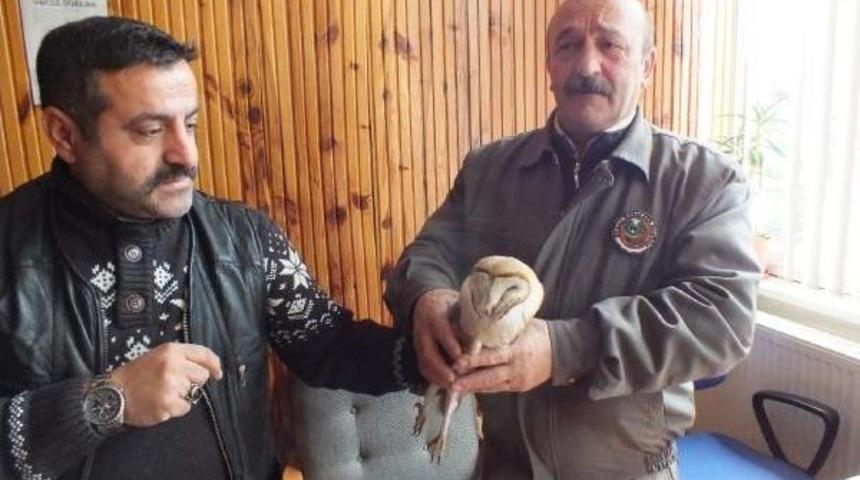 Akyazı'da Yol Kenarında Yaralı Baykuş Bulundu