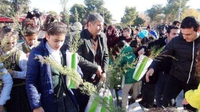 Şanlıurfa’Da Ücretsiz Fidan Dağıtımında Izdiham