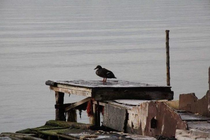 (özel Haber) Yarım Ton Yakıt Denize Sızdı G5