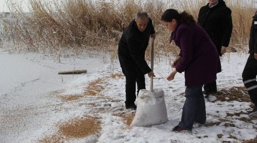Cihanbeyli Belediyesi Kuşlara Yem Bıraktı