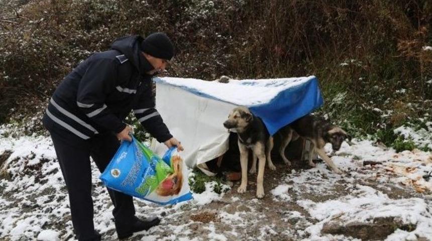 Sapanca Belediyesi, Sokak Hayvanlarını Unutmadı