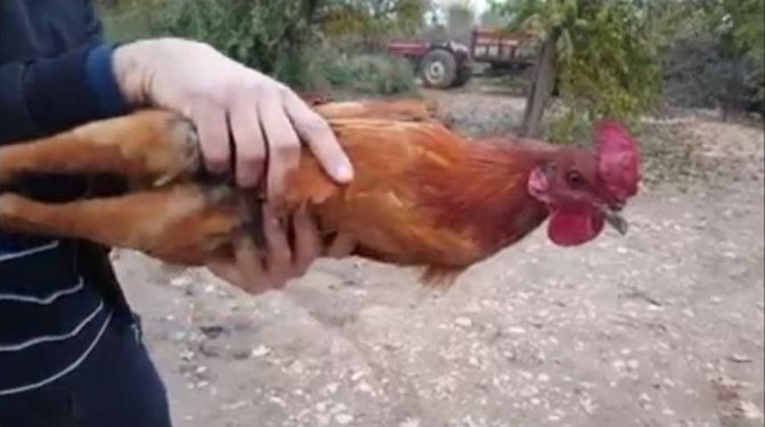 Şanlıurfa&rsquo;da İlgin&ccedil; Horoz Deneyi