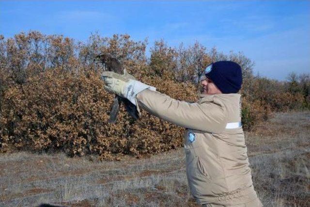 Tedavileri Tamamlanan Kuşlar, Doğaya Salındı