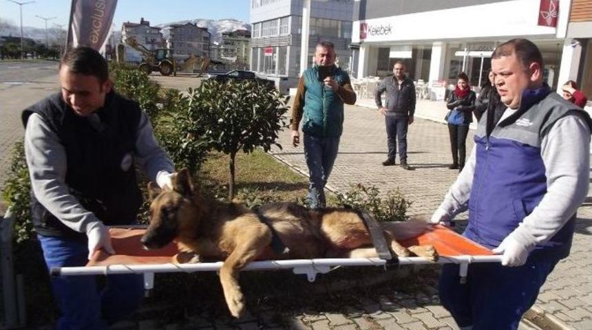 Ordu&rsquo;da Sokak Hayvanları Koruma Altında