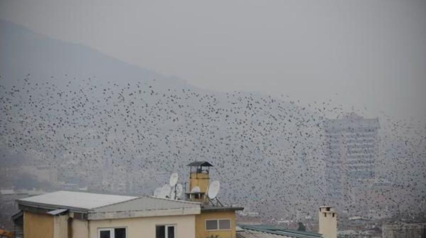 Sığırcık Kuşlarının Dansı