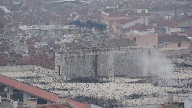 Sığırcık Kuşlarının Dansı