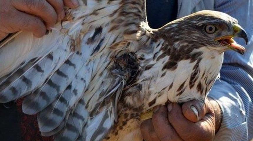 Yaralı Şahine Orman Iş&ccedil;ilerinden Yardım Eli