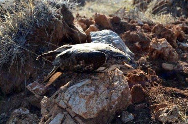 Yaralı Şahine Orman Işçilerinden Yardım Eli