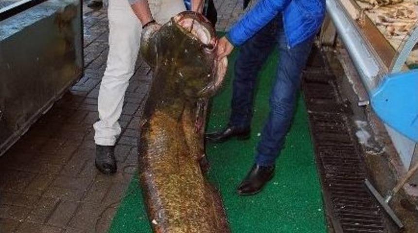 Balık&ccedil;ıların Ağına 2 Metrelik Yayın Balığı Takıldı
