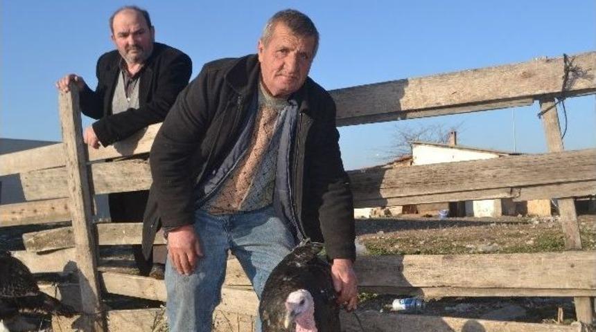 Organik Hindiler G&ouml;r&uuml;c&uuml;ye &Ccedil;ıktı