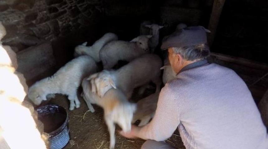 Karacasu&rsquo;da Kuzu &Ouml;l&uuml;mleri &Uuml;reticiyi Endişelendirdi
