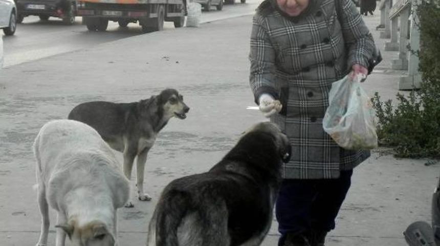 Sokak K&ouml;pekleri Poşetlerle Yiyecek Taşıyan Kadın Duyarsızlığa Tepkili
