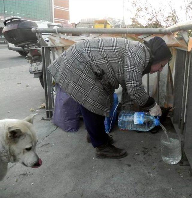 Sokak K&ouml;pekleri Poşetlerle Yiyecek Taşıyan Kadın Duyarsızlığa Tepkili 1