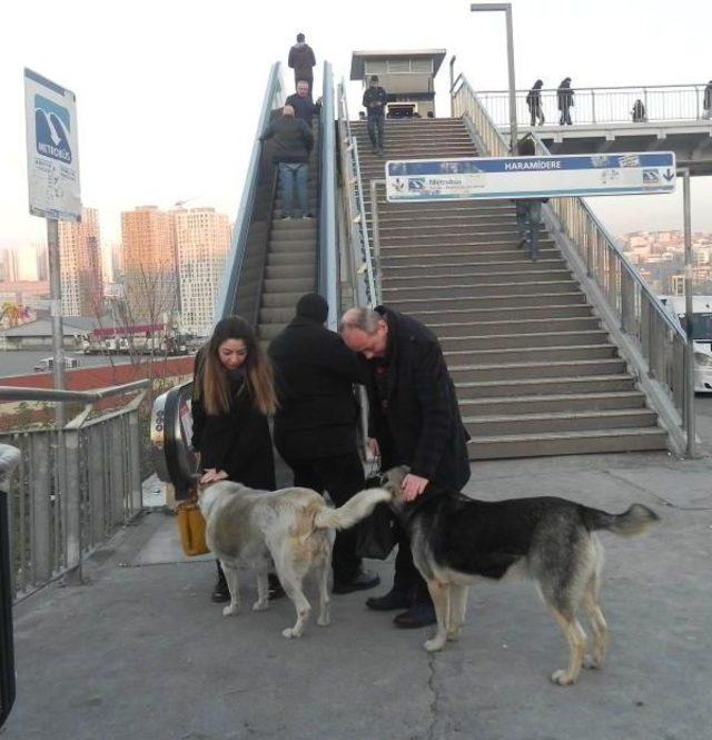 Sokak K&ouml;pekleri Poşetlerle Yiyecek Taşıyan Kadın Duyarsızlığa Tepkili 2