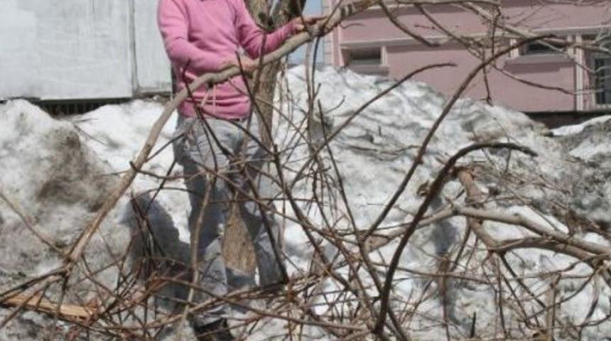 Muş'ta Yoğun Kar Ağa&ccedil; Dallarını Kırdı
