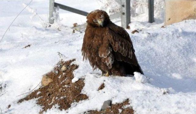 Doğu'da Sibirya Soğukları Devam Ediyor