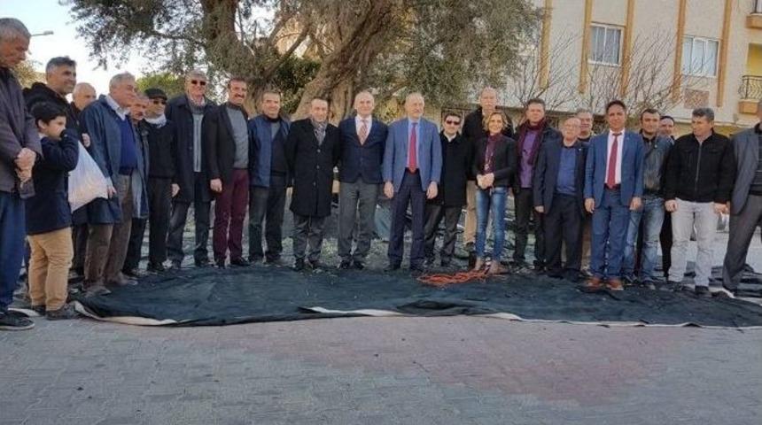 1000 Yıllık Zeytin Ağacının Etrafında Birleştiler
