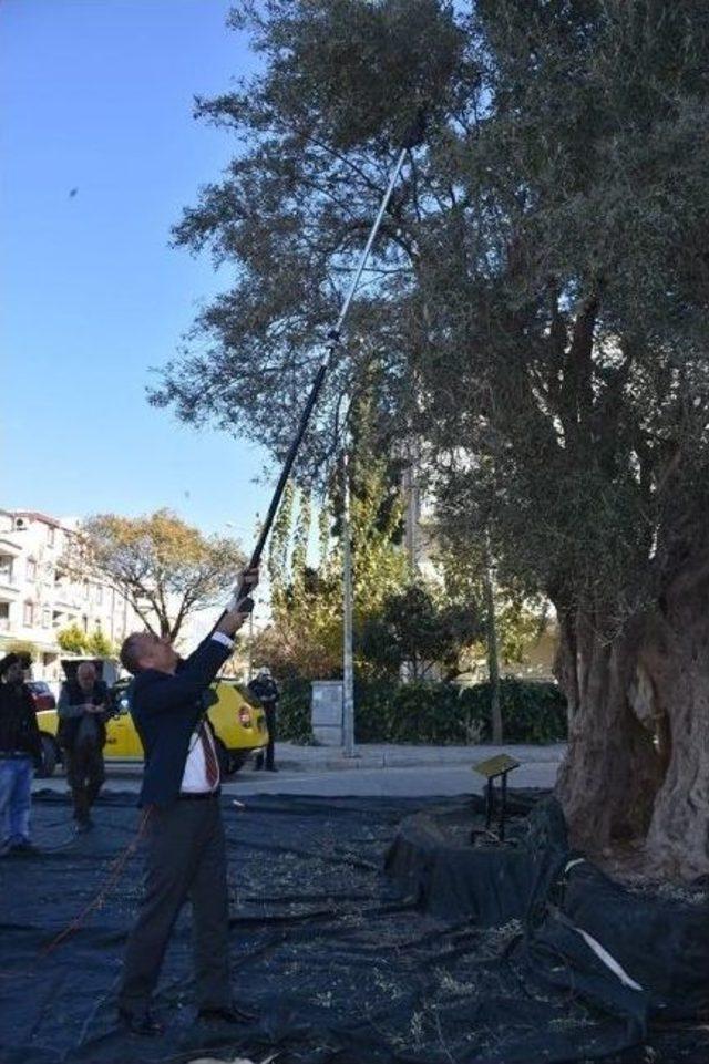 1000 Yıllık Zeytin Ağacının Etrafında Birleştiler