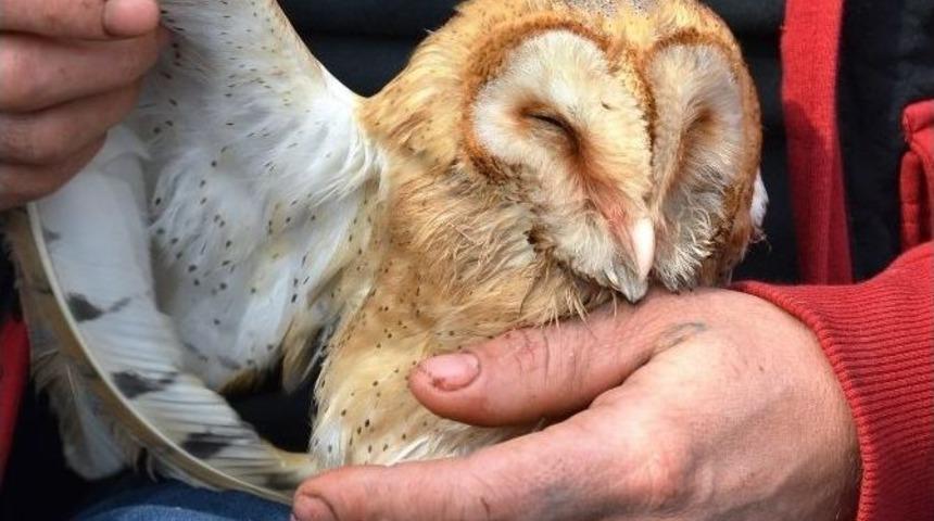 Yaralı Baykuşa Sahip &Ccedil;ıktı