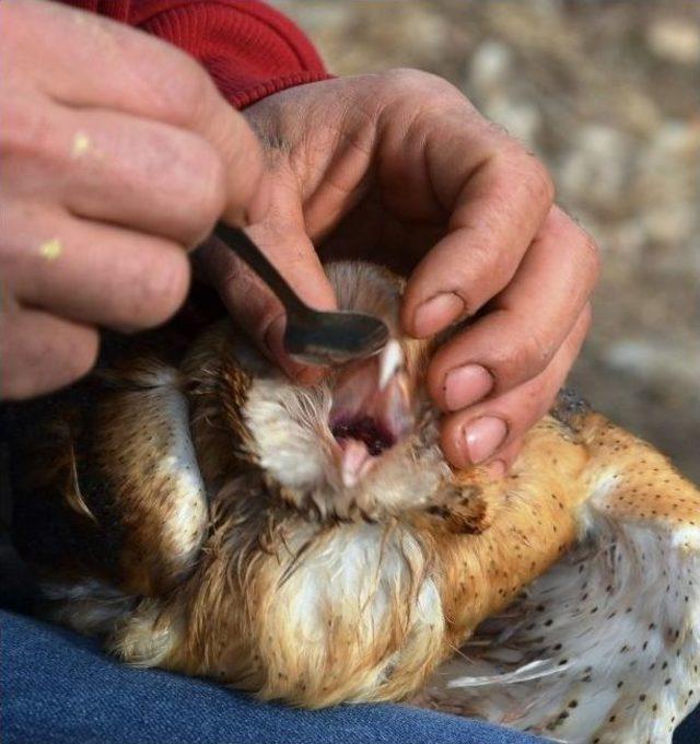 Yaralı Baykuşa Sahip Çıktı