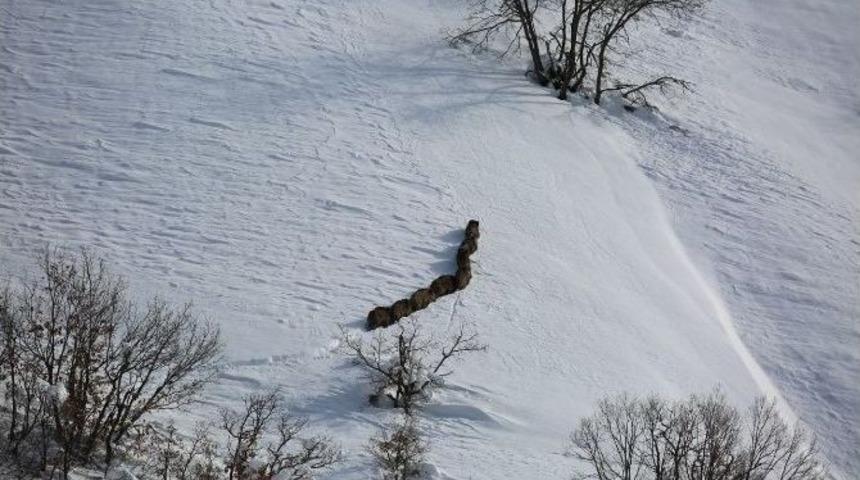 Kar Yağışı Ve Dondurucu Soğuklar Yaban Hayvanlarını Da Etkiliyor
