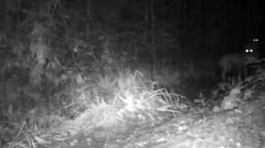 Kurtlar Fotokapana Yakalandı