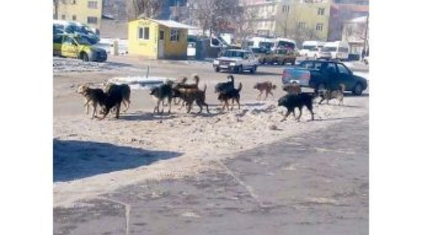 Doğubayazıt&rsquo;ta S&uuml;r&uuml; Halinde Gezen K&ouml;pekler Korkutuyor