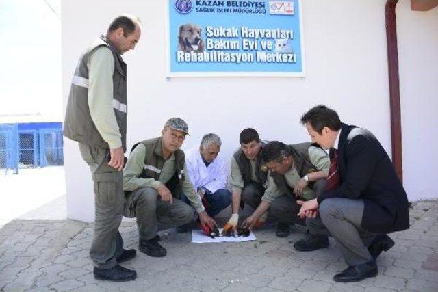 Yaralı Köpeğe Ilk Müdahale Zabıtadan