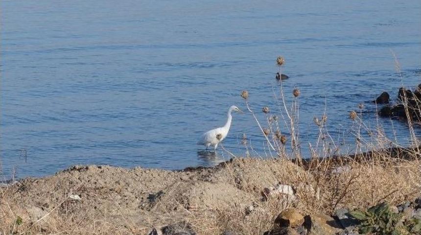 Beyaz Balık&ccedil;ıl Kuşu Vatandaşların İlgi Odağı Oldu