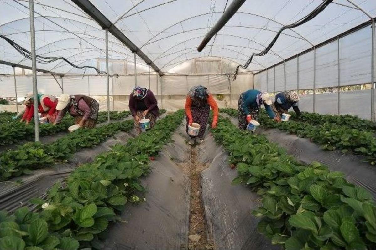 Silifke&rsquo;de Kış Ortasında &Ccedil;ilek Hasadı