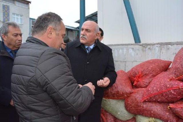 Sinop'tan Uzakdoğu'ya 550 Ton Deniz Salyangozu Ihraç Edildi