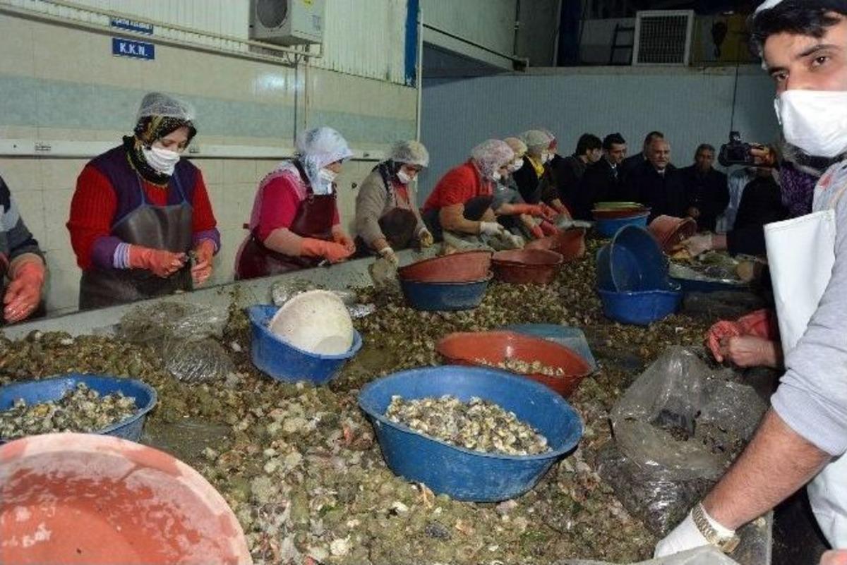 Sinop&rsquo;tan Uzak Doğu&rsquo;ya Deniz Salyangozu İhracatı