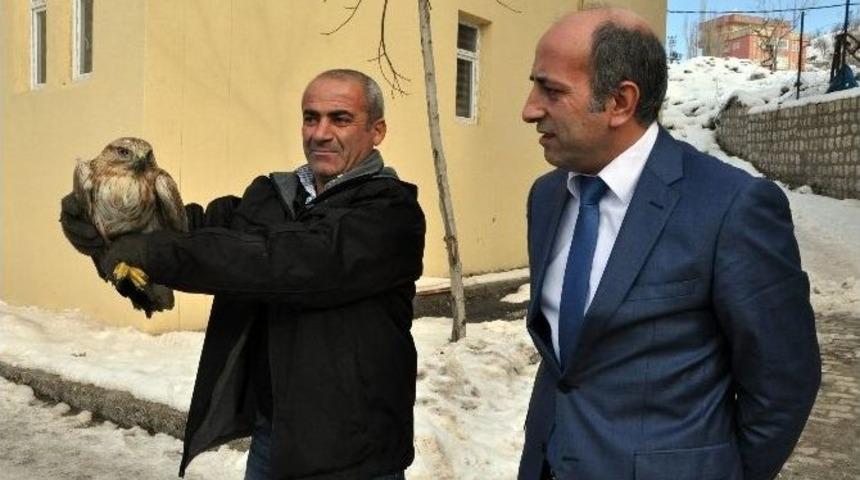 Şırnak&rsquo;ta Yaralı Kızıl Şahin Bulundu