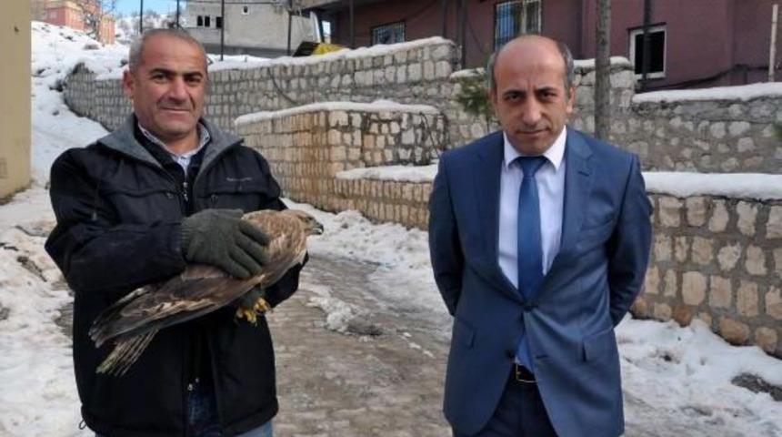 Kanadı Kırık Kızıl Şahin Tedaviye Alındı