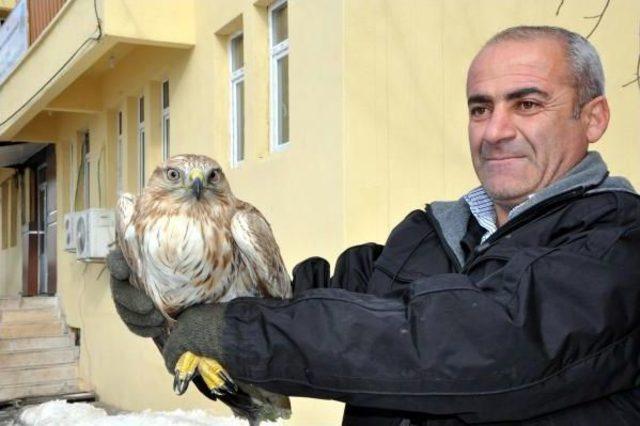 Kanadı Kırık Kızıl Şahin Tedaviye Alındı 1