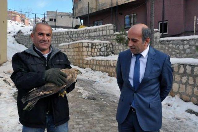 Kanadı Kırık Kızıl Şahin Tedaviye Alındı 2