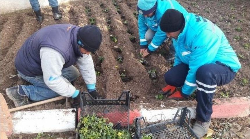 Turgutlu Rengarenk Oluyor