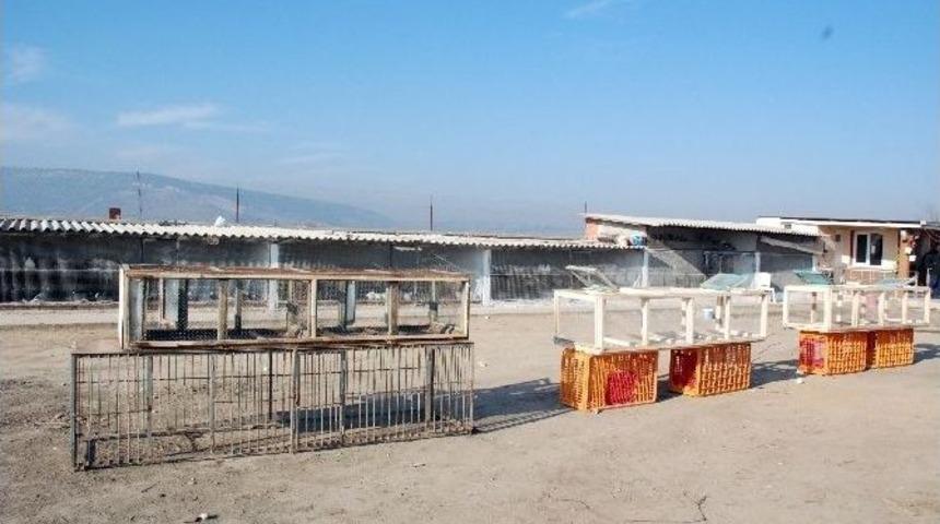 Haczedilen G&uuml;vercinleri Kimse Almadı, İhale Ertelendi