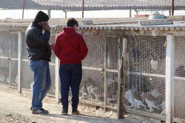 Haczedilen Güvercinleri Kimse Almadı, İhale Ertelendi