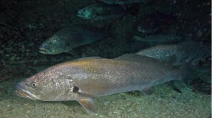 Avcı Balık "grany&ouml;z" Aqua Vega Akvaryum&rsquo;da