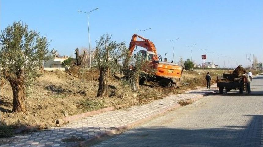 Edremit&rsquo;te Ağa&ccedil;lar Kesilmiyor, Taşınıyor
