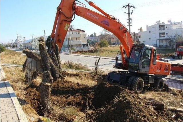 Edremit’te Ağaçlar Kesilmiyor, Taşınıyor