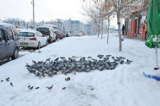 Bozüyük’te Kuşlar İçin Yem Bırakıldı