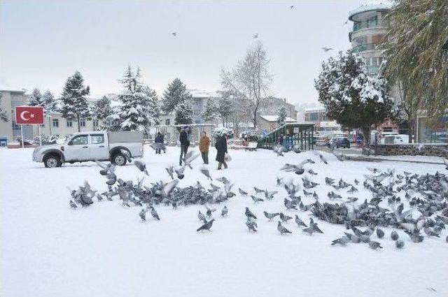 Bozüyük’te Kuşlar İçin Yem Bırakıldı