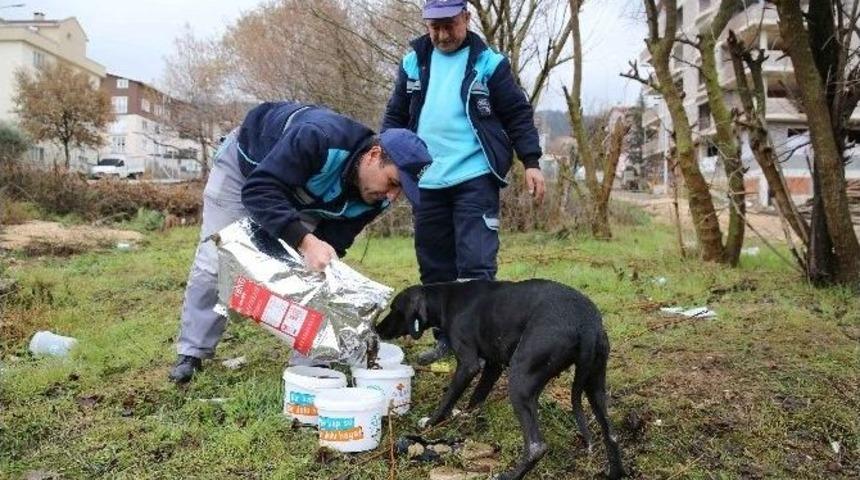 Nil&uuml;fer Belediyesi Can Dostları İ&ccedil;in Seferber Oldu
