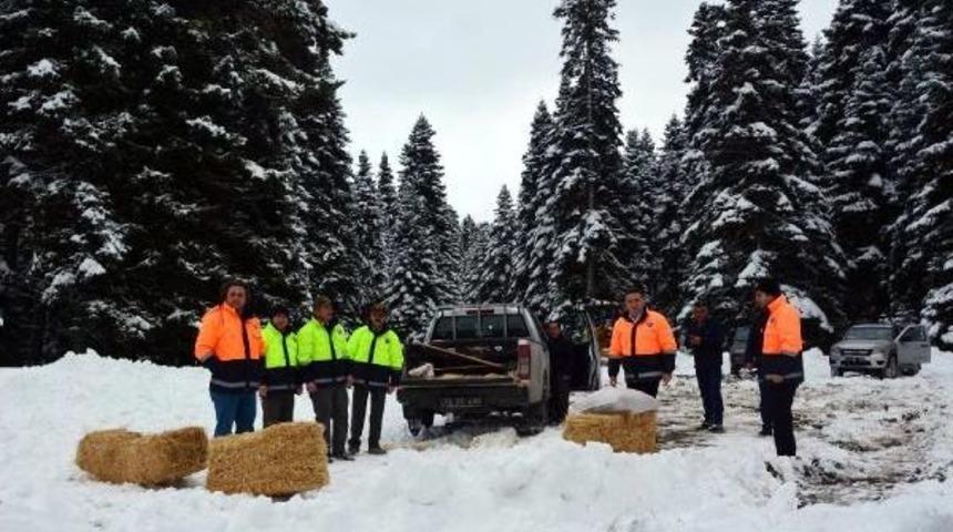 Karab&uuml;k'te Yaban Hayvanları I&ccedil;in Doğaya Yiyecek Bırakıldı