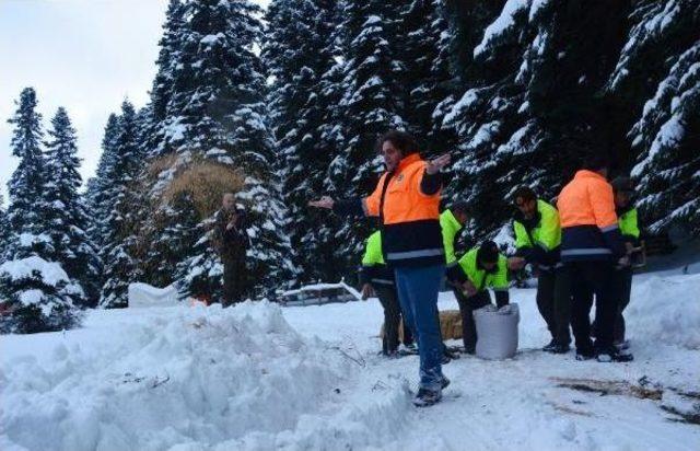 Karabük'te Yaban Hayvanları Için Doğaya Yiyecek Bırakıldı