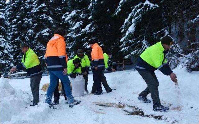 Karabük'te Yaban Hayvanları Için Doğaya Yiyecek Bırakıldı