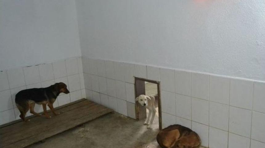 Sokak Hayvanları Barınakta Elektrikli Isıtıcılarla Korunuyor