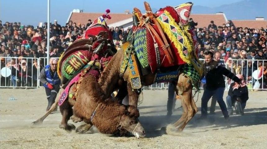Efeler Diyarı Aydın Deve G&uuml;reşleri 25 Aralık&rsquo;ta Yapılacak